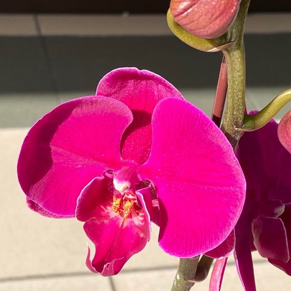 Floreria en Las Condes - Flor de Galgo