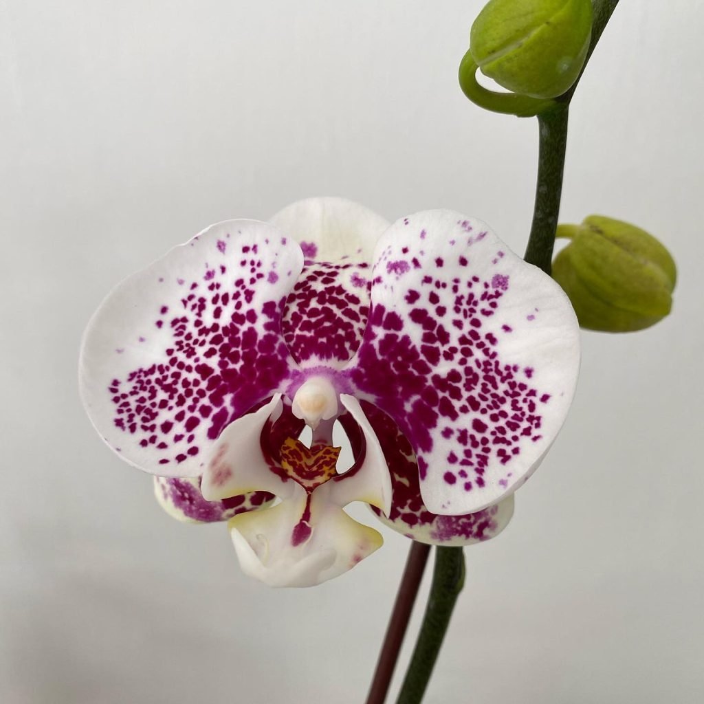 Floreria en Las Condes - Flor de Galgo