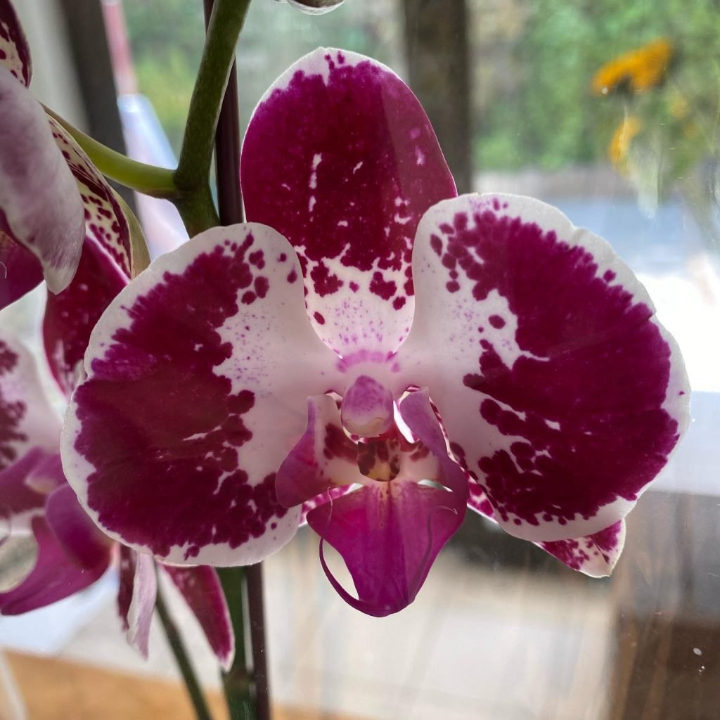 Floreria en Las Condes - Flor de Galgo