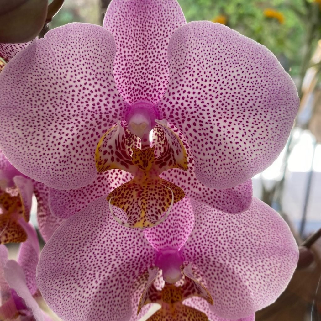 Floreria en Las Condes - Flor de Galgo