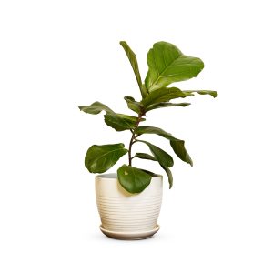 Ficcus lyrata