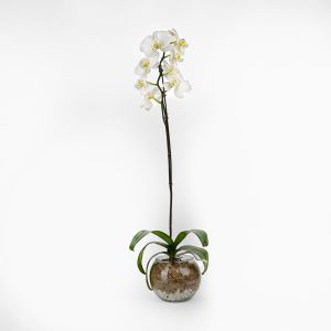 Orquídea doble