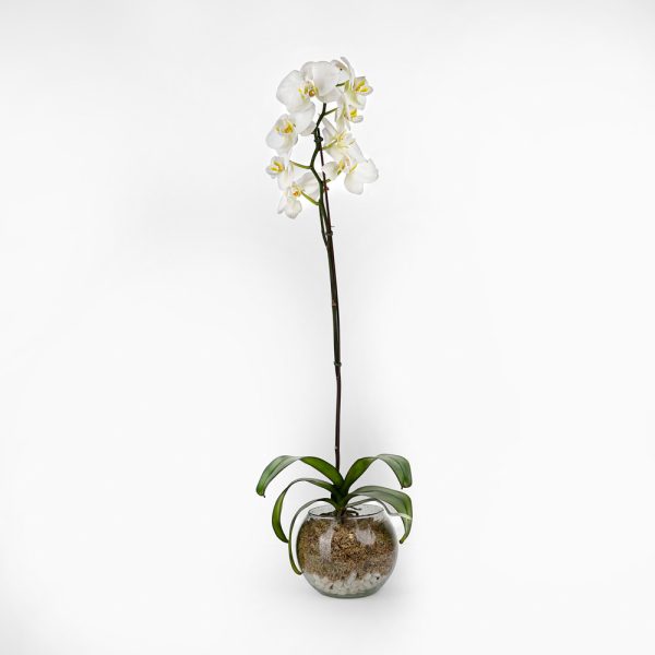 Orquídea doble